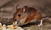 24 Hour & Emergency Exterminators in Tom Bean, TX